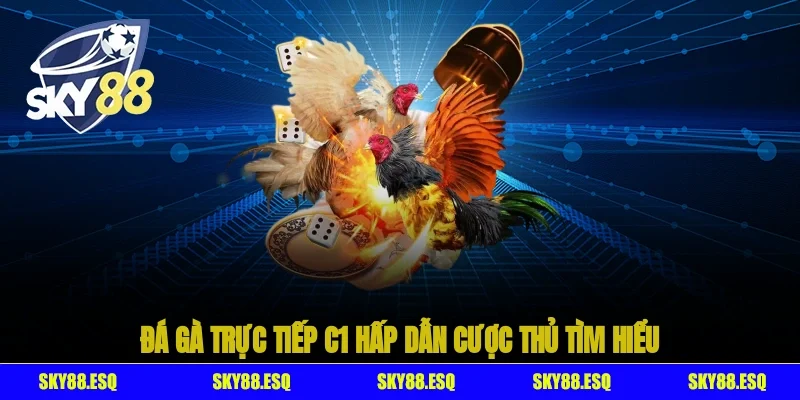 Đá gà trực tiếp c1 hấp dẫn cược thủ tìm hiểu