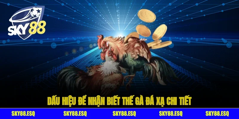Dấu hiệu để nhận biết thế gà đá xạ chi tiết
