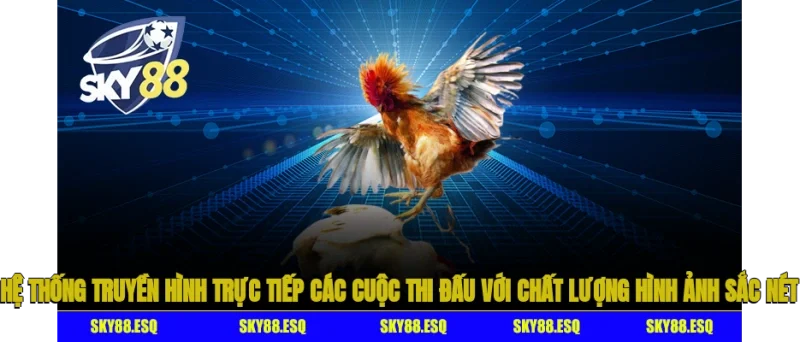 Hệ thống truyền hình trực tiếp các cuộc thi đấu với chất lượng hình ảnh sắc nét