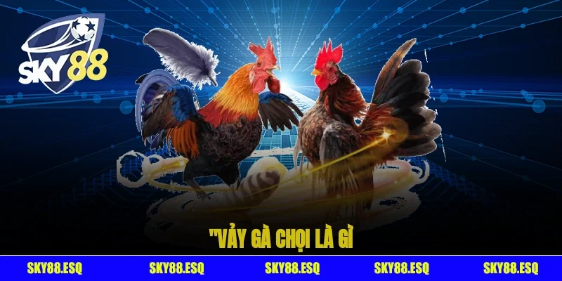 Vảy gà chọi là gì?